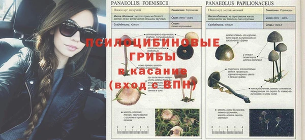 молекула духа Арсеньев